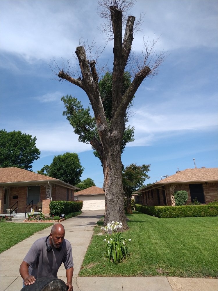 Tree Cutting & Pruning Services In Dallas TX