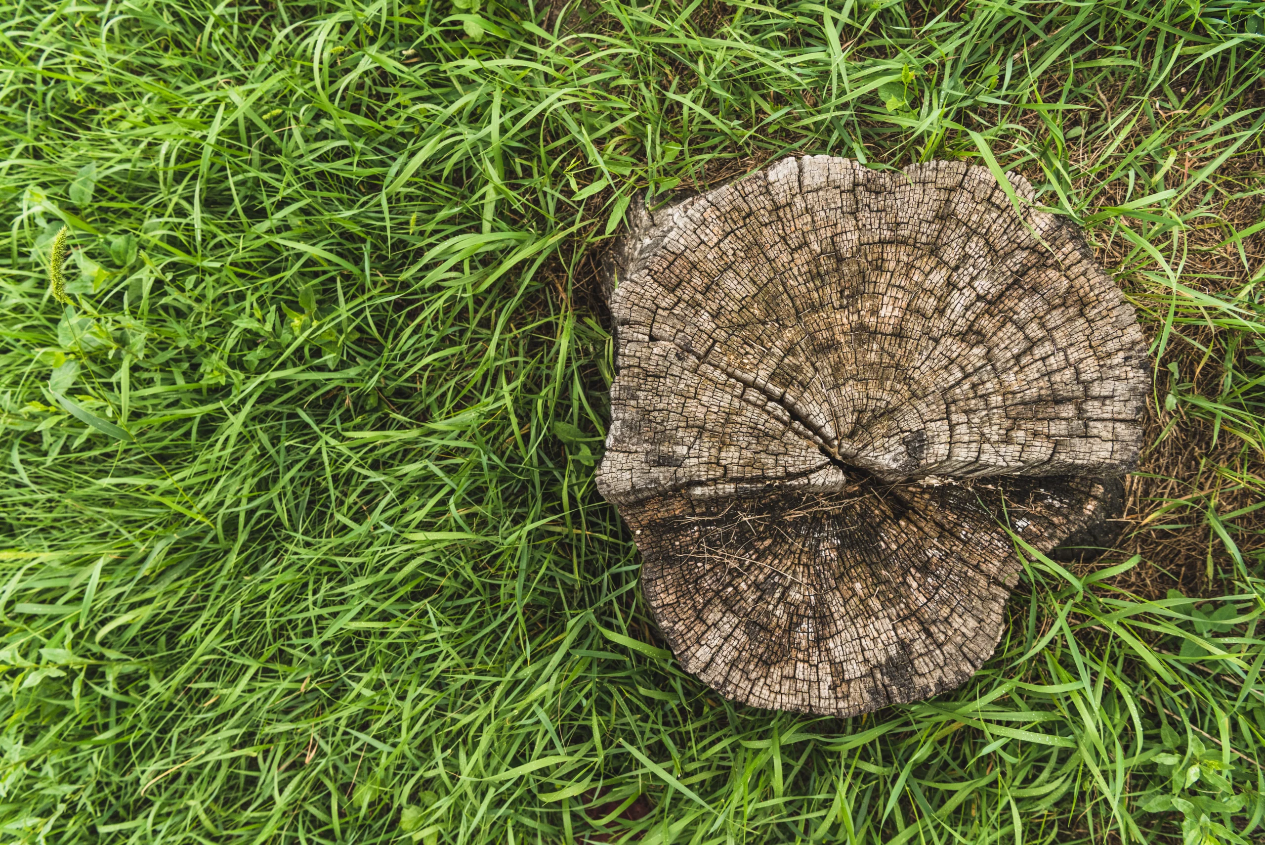 Stump Grinding