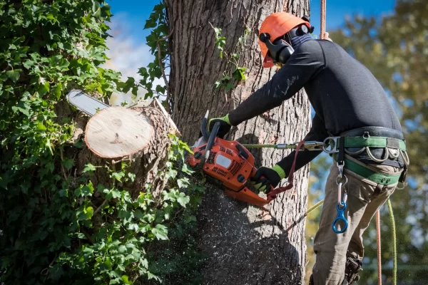 Tree Cutting & Pruning Services In Dallas TX