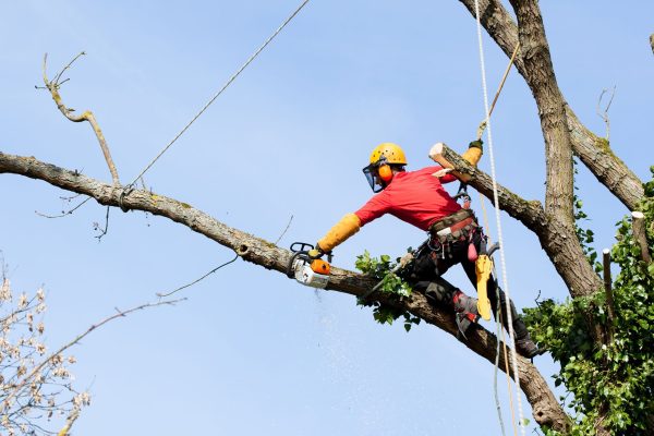 Tree Cutting & Pruning Services In Dallas TX