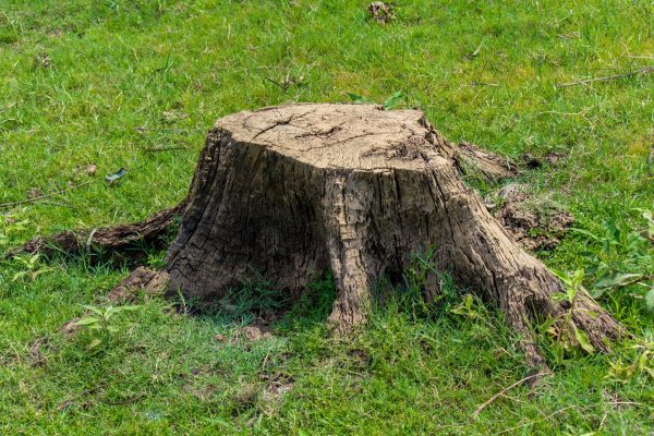 Tree Stump Removal & Grinding Service Dallas TX