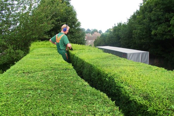 Hedge Trimming Services In Dallas TX