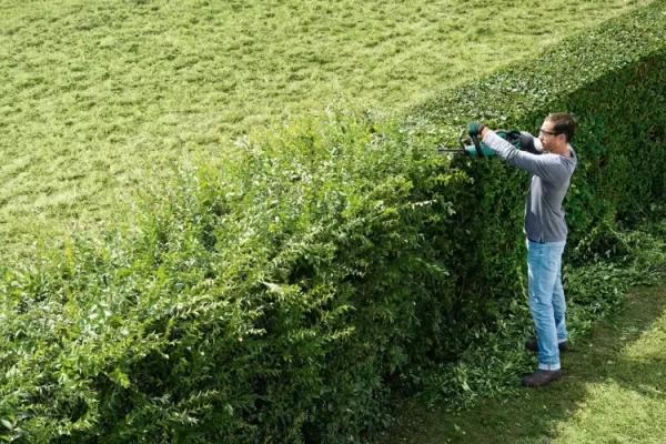 Hedge Trimming Services In Dallas TX