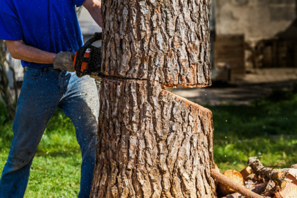 Tree Cutting services in University Park, TX