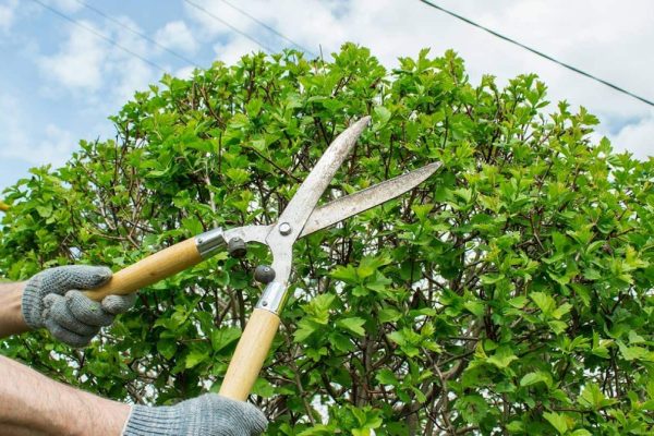 Tree Removal & Trimming Services In Dallas TX