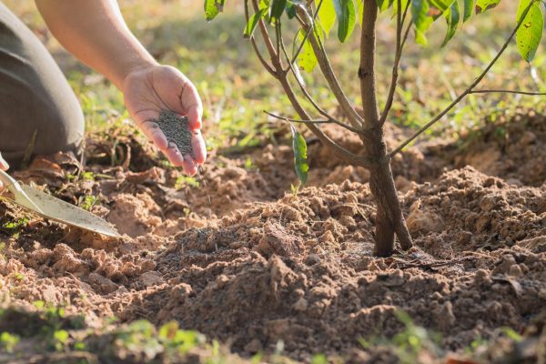 Lawn Fertilizing Services In Dallas TX