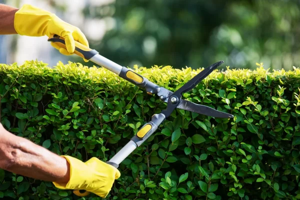 Hedge Trimming Services In University Park, TX