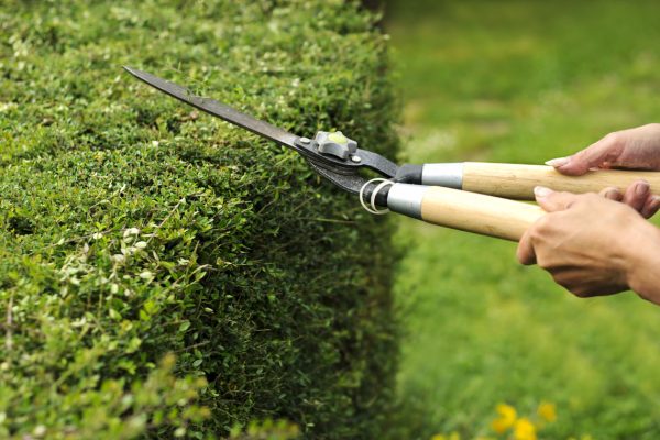 hedge-trimming