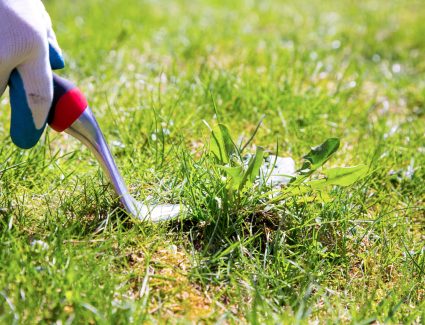 Lawn Weed Control Services In Dallas TX