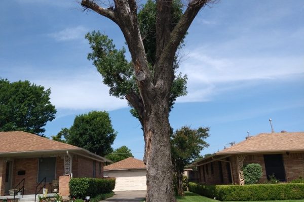 Tree Cutting & Pruning Services In Dallas TX