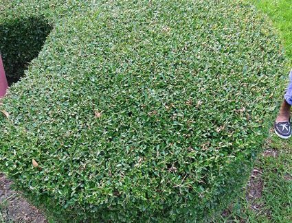 Hedge Trimming Services In Dallas TX