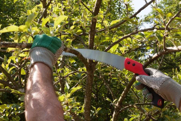 Tree trimming in University Park, TX.