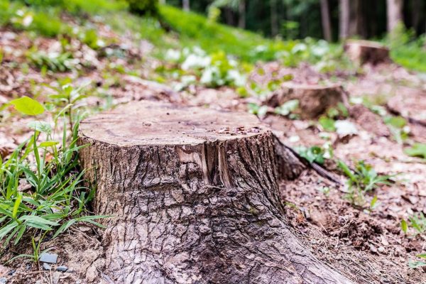 Tree Stump Removal & Grinding Service Dallas TX