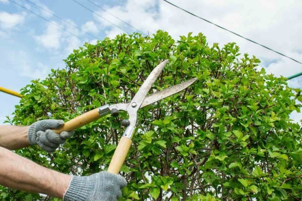 tree trimming