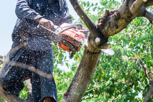 Tree Cutting services in University Park, TX