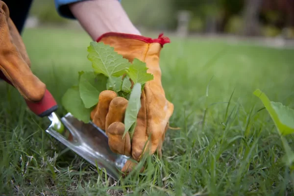 Lawn Weed Control Services In Dallas TX